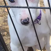 Sandee, a female Whippet for sale in Jennings, OK – Photo 2 of 9