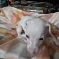 Sandee, a female Whippet for sale in Jennings, OK – Photo 7 of 9