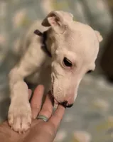 Sandee, a female Whippet for sale in Jennings, OK – Photo 1 of 9