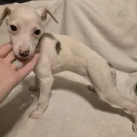 Sandee, a female Whippet for sale in Jennings, OK – Photo 8 of 9