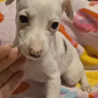 Sandee, a female Whippet for sale in Jennings, OK – Photo 4 of 9