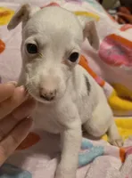 processed/5159d187-9c95-434b-9e05-1c72105c8ae2/listing/954e250d-4a44-459a-a4c3-41e4262f0d5d/79f4a9fd-d889-48f5-b1fa-74131cccd010