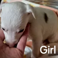 Sandee, a female Whippet for sale in Jennings, OK – Photo 6 of 9