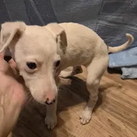 Sandee, a female Whippet for sale in Jennings, OK – Photo 3 of 9