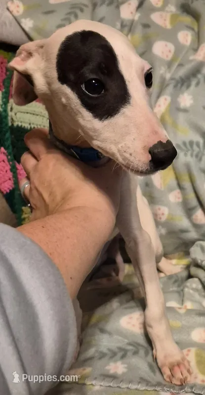 Patch – Whippet puppy for sale in Jennings, OK