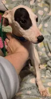 Patch, a male Whippet for sale in Jennings, OK – Photo 1 of 8