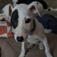 Patch, a male Whippet for sale in Jennings, OK – Photo 4 of 8