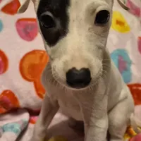 Patch, a male Whippet for sale in Jennings, OK – Photo 8 of 8