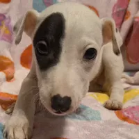 Patch, a male Whippet for sale in Jennings, OK – Photo 5 of 8