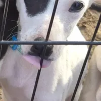 Patch, a male Whippet for sale in Jennings, OK – Photo 2 of 8