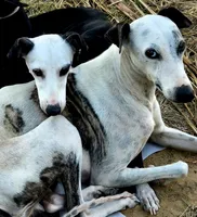 processed/5159d187-9c95-434b-9e05-1c72105c8ae2/listing/a8e46203-4d94-453c-b81d-7af0f69bd431/ae3abf5c-193b-479d-8eef-9d23a0ed13aa