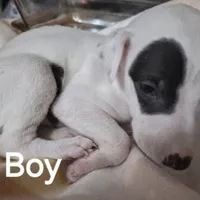 Patch, a male Whippet for sale in Jennings, OK – Photo 3 of 8