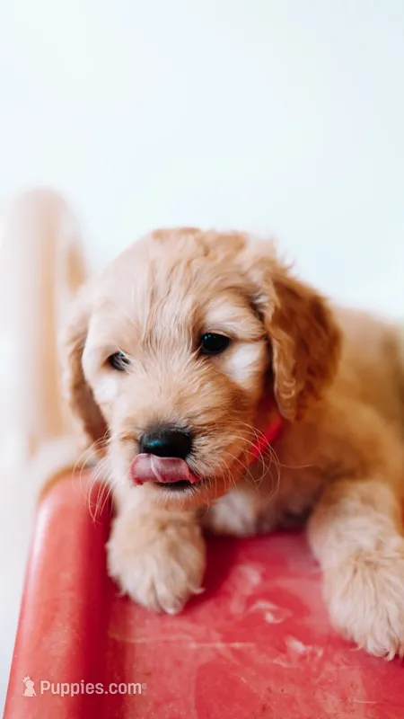 Sneezy  – Goldendoodle puppy for sale in Lewisville, TX