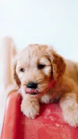 Sneezy , a male Goldendoodle for sale in Lewisville, TX – 1 of 5