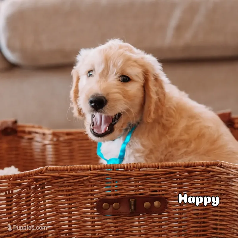 Happy – Goldendoodle puppy for sale in Lewisville, TX