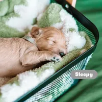 Sleepy , a male Goldendoodle for sale in Lewisville, TX – 5 of 5