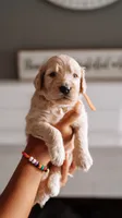 Sneezy , a male Goldendoodle for sale in Lewisville, TX – 3 of 5