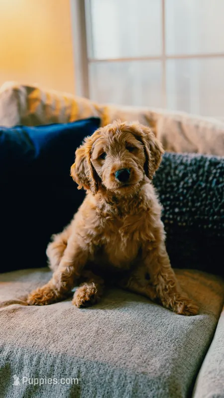 Doc – Goldendoodle puppy for sale in Lewisville, TX