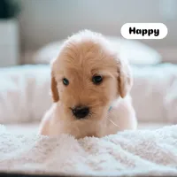 Happy, a male Goldendoodle for sale in Lewisville, TX – 4 of 7