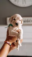 Bashful, a male Goldendoodle for sale in Lewisville, TX – 3 of 5