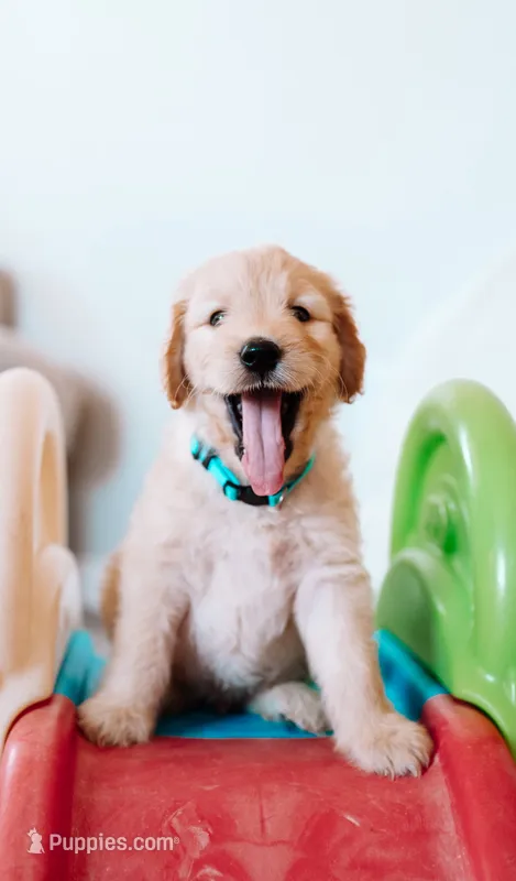 Happy, a male Goldendoodle for sale in Lewisville, TX – 1 of 7