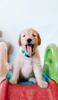Happy, a male Goldendoodle for sale in Lewisville, TX – 1 of 7