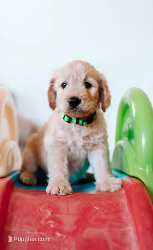 Bashful – Goldendoodle puppy for sale in Lewisville, TX