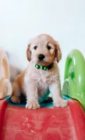 Bashful, a male Goldendoodle for sale in Lewisville, TX – 1 of 5
