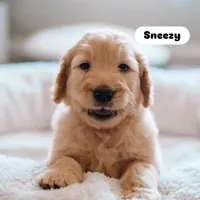 Sneezy , a male Goldendoodle for sale in Lewisville, TX – 2 of 5