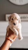 Happy, a male Goldendoodle for sale in Lewisville, TX – 5 of 7