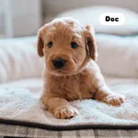 Doc, a male Goldendoodle for sale in Lewisville, TX – 2 of 5