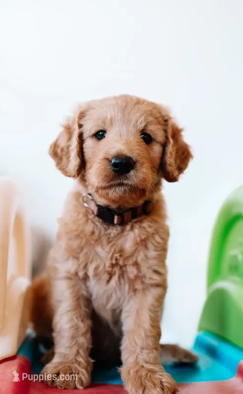Doc – Goldendoodle puppy for sale in Lewisville, TX