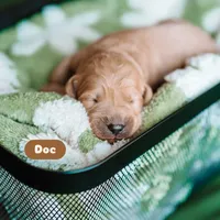Doc, a male Goldendoodle for sale in Lewisville, TX – 5 of 5