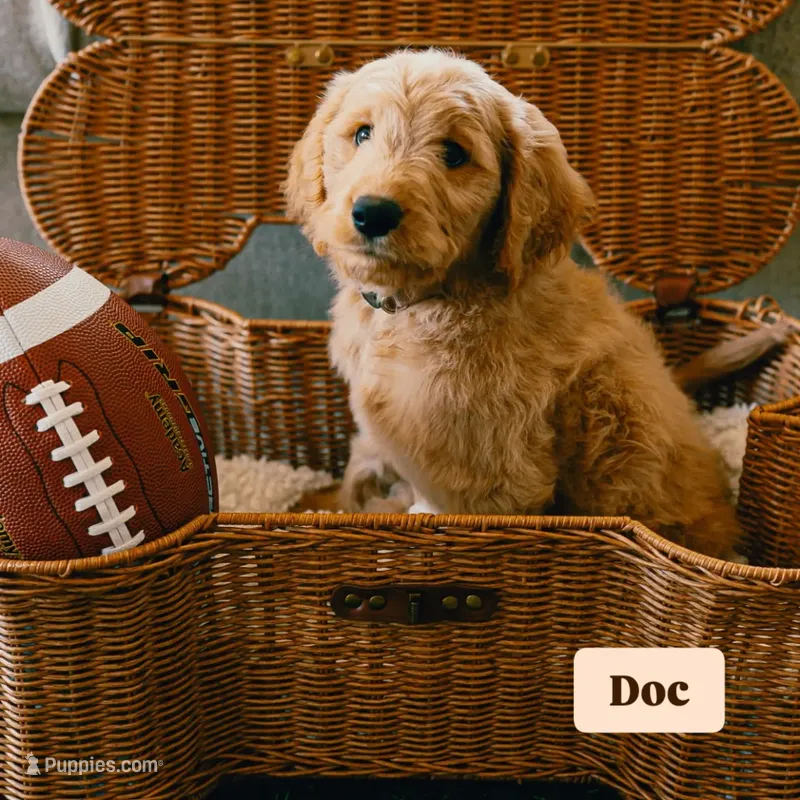 Doc – Goldendoodle puppy for sale in Lewisville, TX