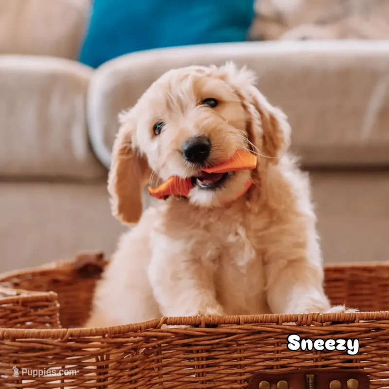 Sneezy  – Goldendoodle puppy for sale in Lewisville, TX