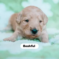Bashful, a male Goldendoodle for sale in Lewisville, TX – 4 of 5