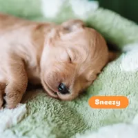 Sneezy , a male Goldendoodle for sale in Lewisville, TX – 5 of 5