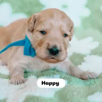 Happy, a male Goldendoodle for sale in Lewisville, TX – 6 of 7