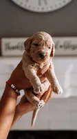 Doc, a male Goldendoodle for sale in Lewisville, TX – 3 of 5