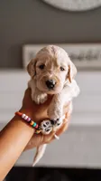 Sleepy , a male Goldendoodle for sale in Lewisville, TX – 3 of 5