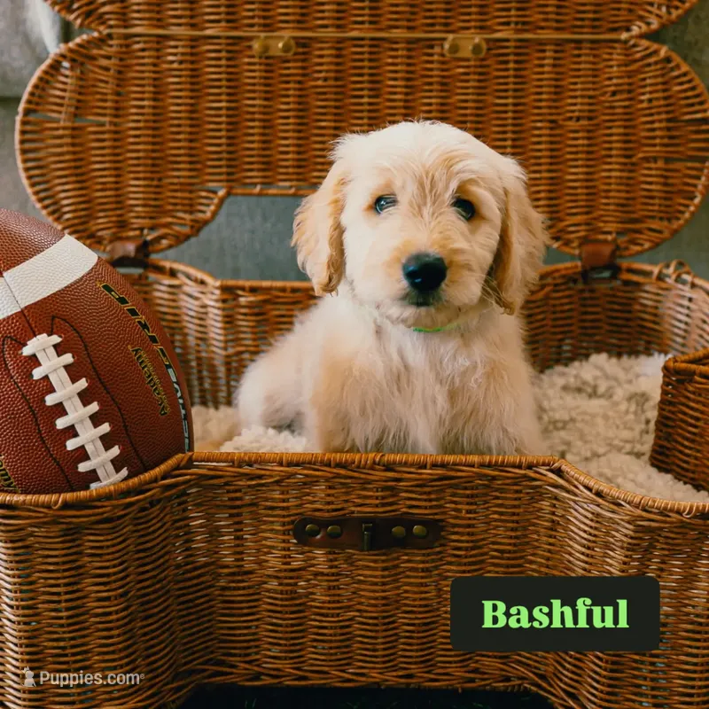 Bashful – Goldendoodle puppy for sale in Lewisville, TX