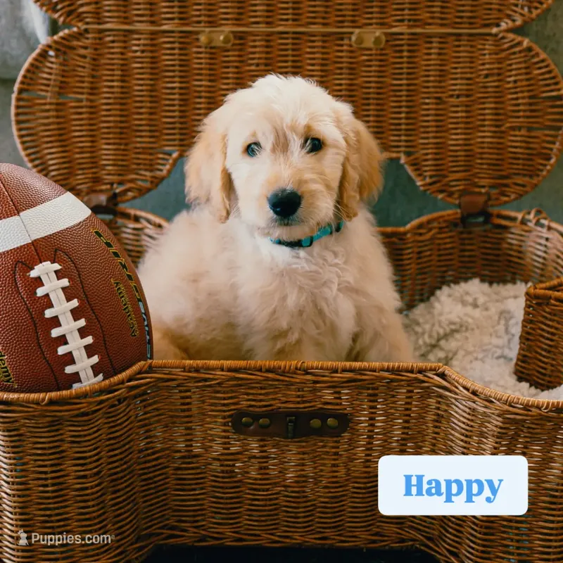 Happy – Goldendoodle puppy for sale in Lewisville, TX