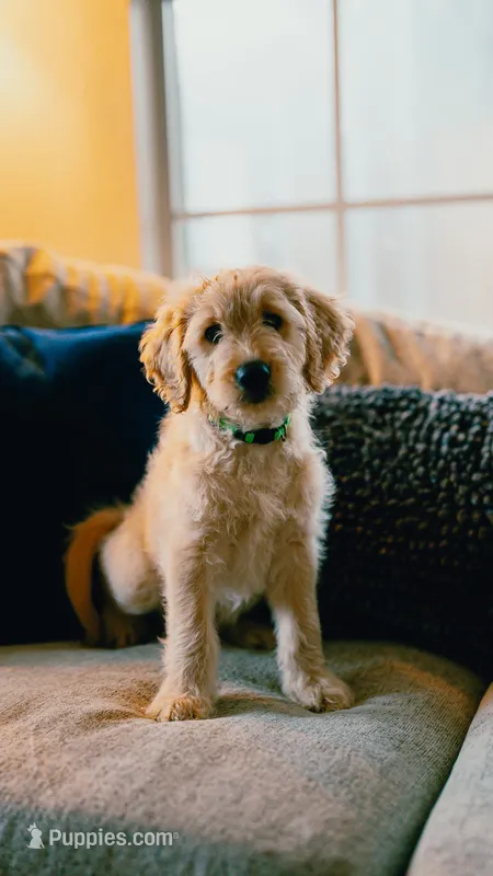 Bashful – Goldendoodle puppy for sale in Lewisville, TX