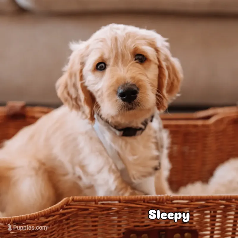 Sleepy  – Goldendoodle puppy for sale in Lewisville, TX