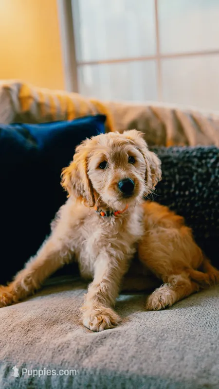 Sneezy  – Goldendoodle puppy for sale in Lewisville, TX