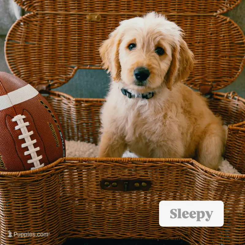 Sleepy  – Goldendoodle puppy for sale in Lewisville, TX