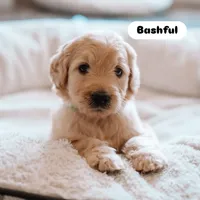 Bashful, a male Goldendoodle for sale in Lewisville, TX – 2 of 5