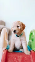 Happy, a male Goldendoodle for sale in Lewisville, TX – 2 of 7