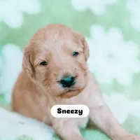 Sneezy , a male Goldendoodle for sale in Lewisville, TX – 4 of 5