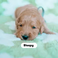 Sleepy , a male Goldendoodle for sale in Lewisville, TX – 4 of 5